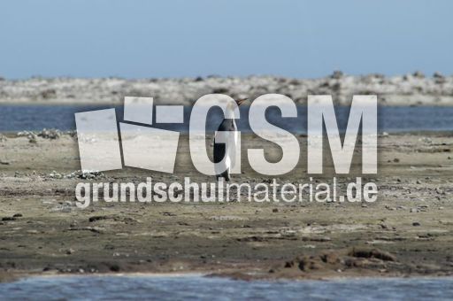 Königspinguin (28 von 84).jpg